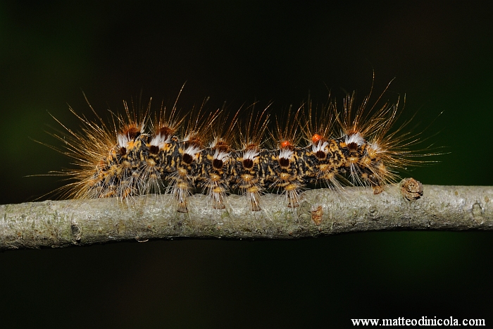 determinazione larva - Euproctis chrysorrhoea